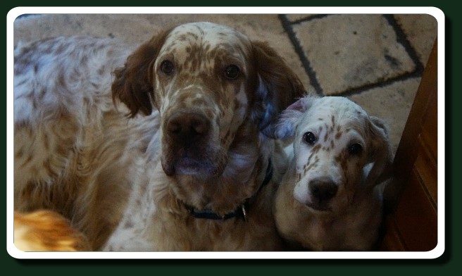 Setter Anglais ** Autumn Colors ** English Setter dog breeder