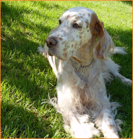 Setter Anglais ** Autumn Colors ** English Setter dog breeder