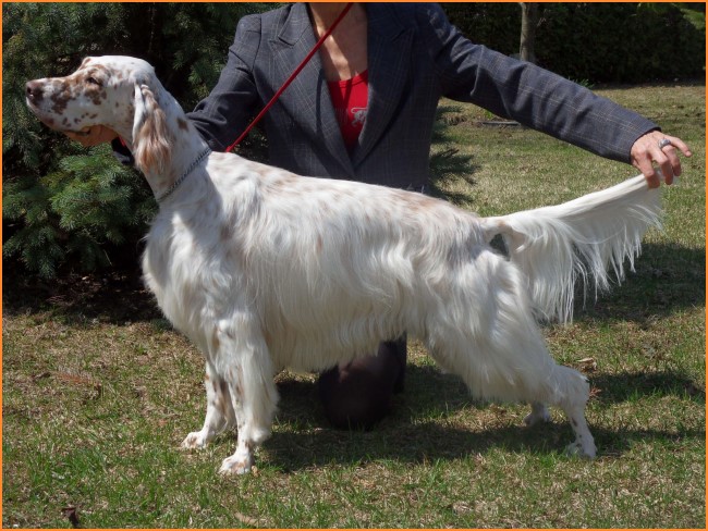 Setter Anglais ** Autumn Colors ** English Setter dog breeder