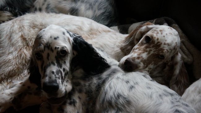 Setter Anglais ** Autumn Colors ** English Setter dog breeder