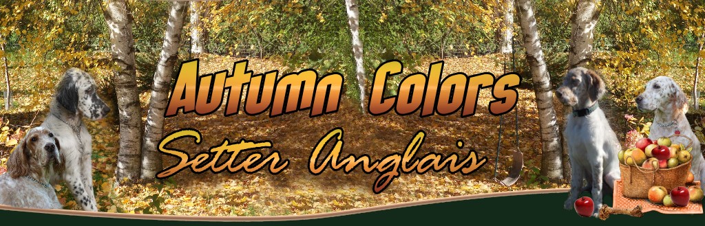 Setter Anglais ** Autumn Colors ** English Setter dog breeder