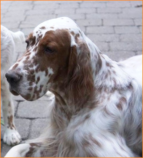 Setter Anglais ** Autumn Colors ** English Setter dog breeder