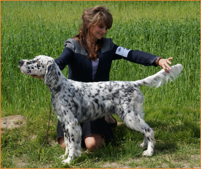 Setter Anglais ** Autumn Colors ** English Setter dog breeder